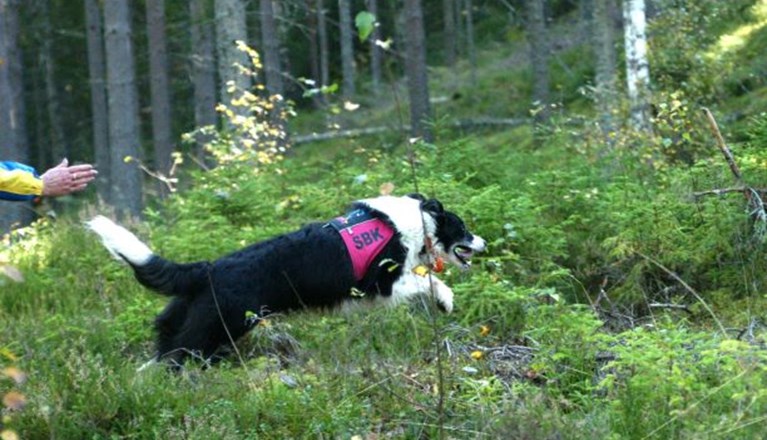 Border collie skickas ut på sök