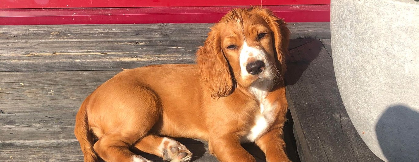 Valp som ligger på ett trallgolv å myser i solen