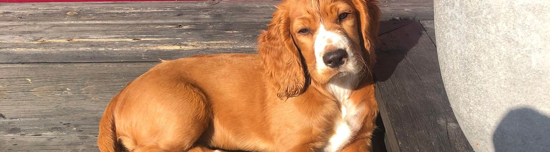 Valp som ligger på ett trallgolv å myser i solen