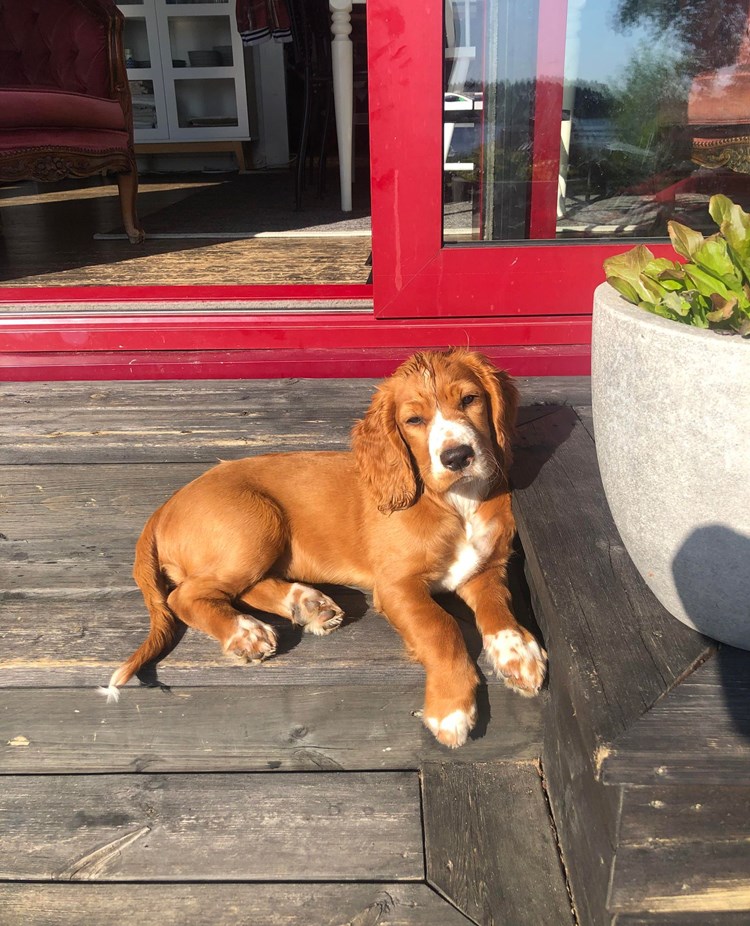 Valp som ligger på ett trallgolv å myser i solen