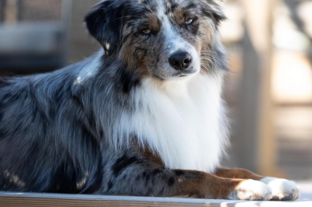 Miniature American Shepherd