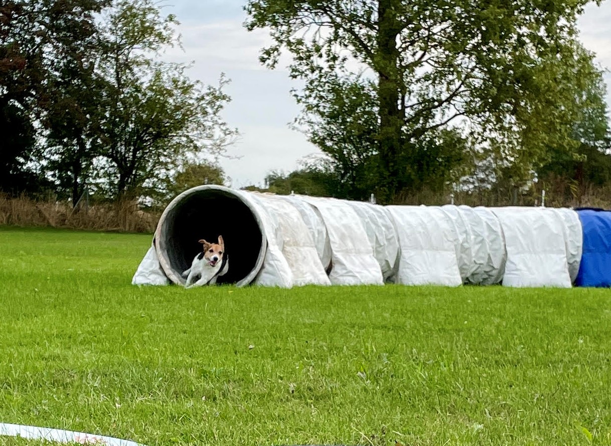 Liten hund på väg ur agilitytunnel på tävling hösten 2022 hos Trelleborgs Brukshundklubb
