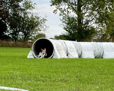 Liten hund på väg ur agilitytunnel på tävling hösten 2022 hos Trelleborgs Brukshundklubb