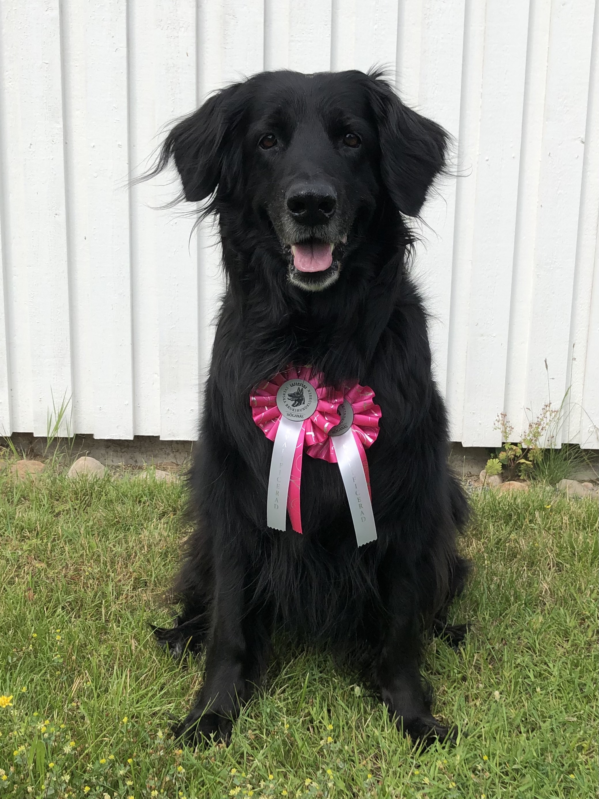 Hund med prisrosetter