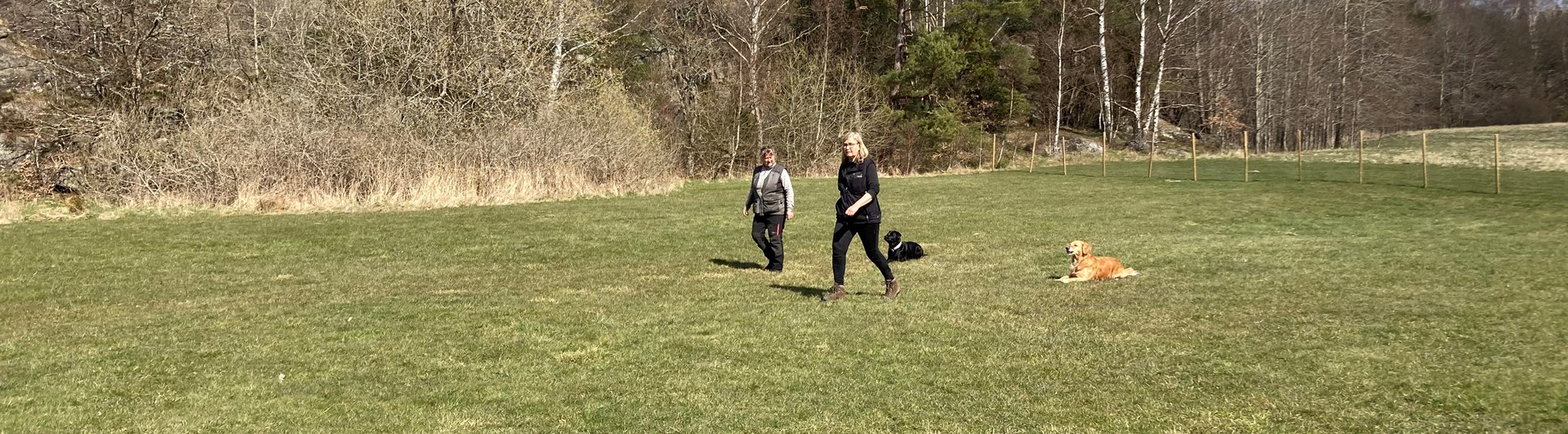 Gräsplan och två lydnadsekipage