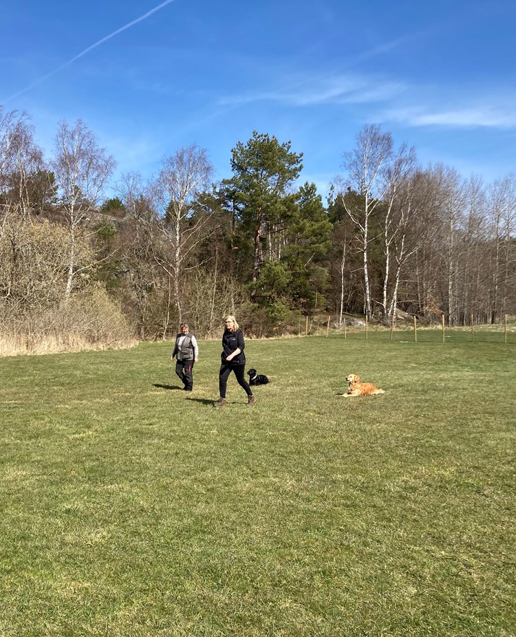 Gräsplan och två lydnadsekipage