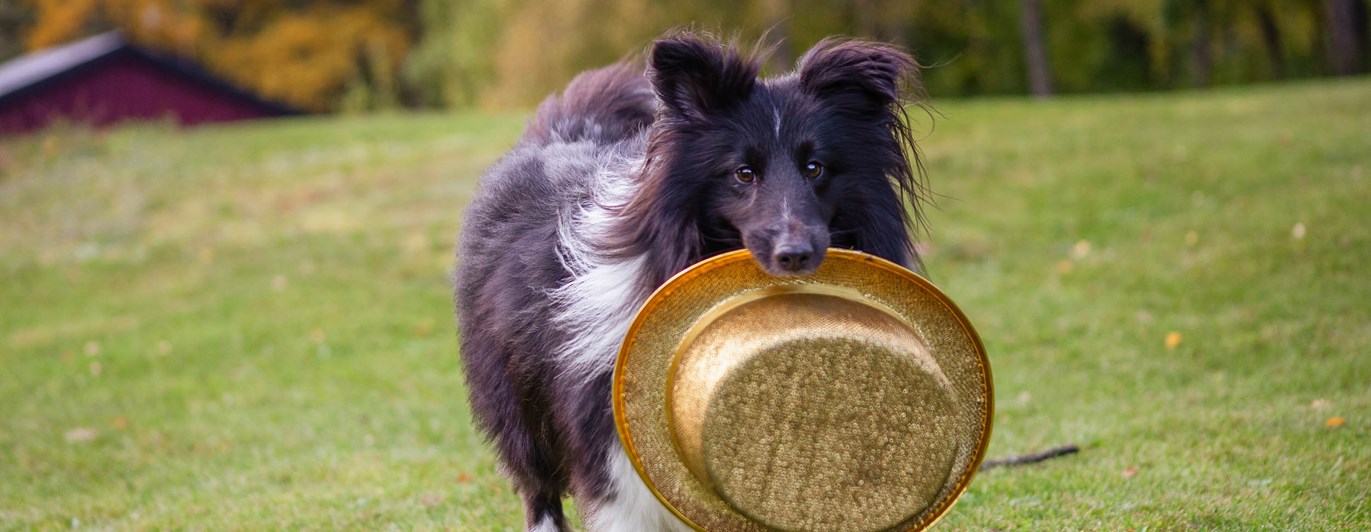 Svart-vit hund kommer springande bärandes på en guldhatt.