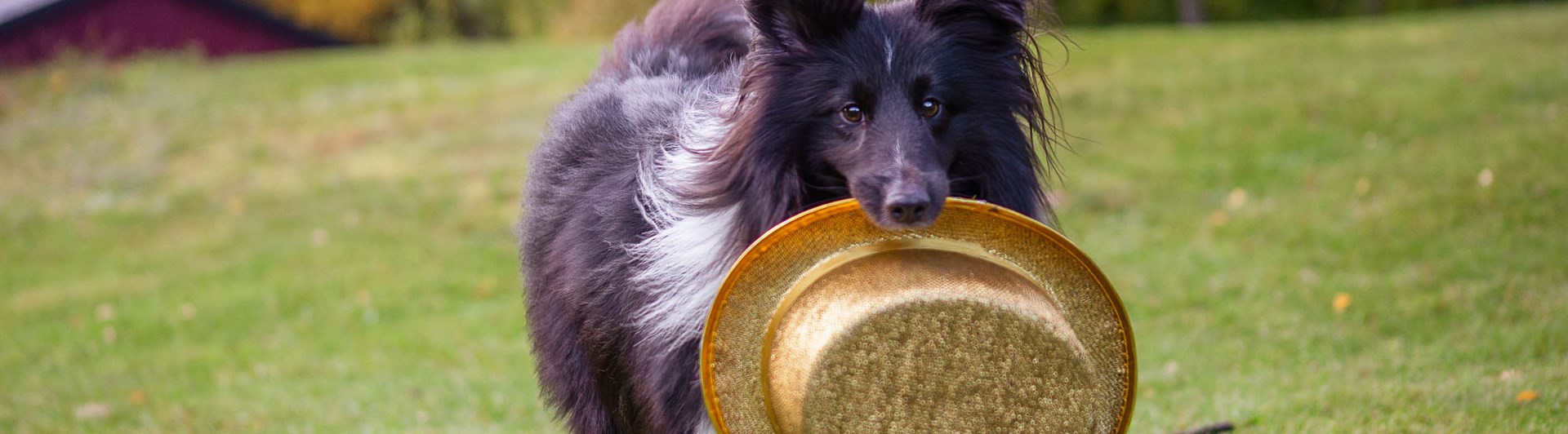 Svart-vit hund kommer springande bärandes på en guldhatt.