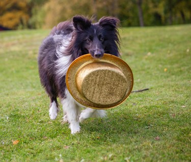 Svart-vit hund kommer springande bärandes på en guldhatt.