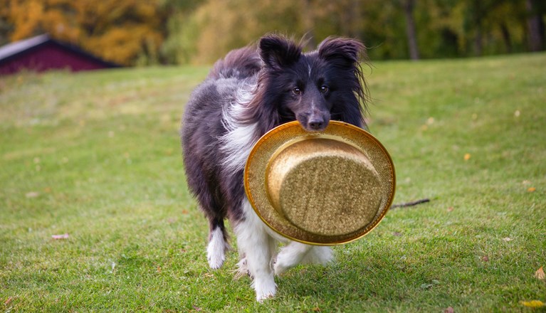 Svart-vit hund kommer springande bärandes på en guldhatt.