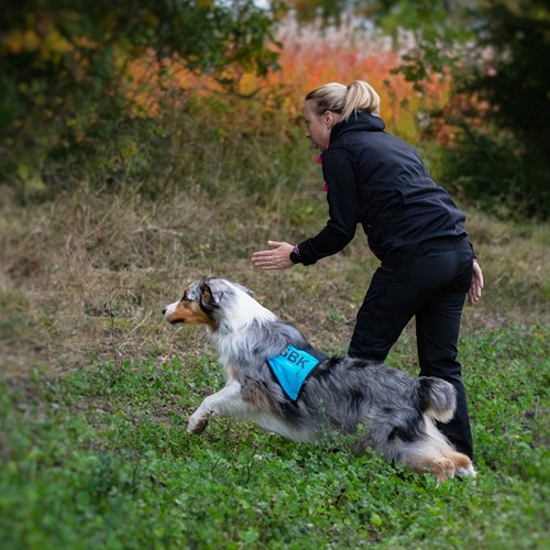 Matte skickar ut sin hund i skogen för att påbörja ett sök.