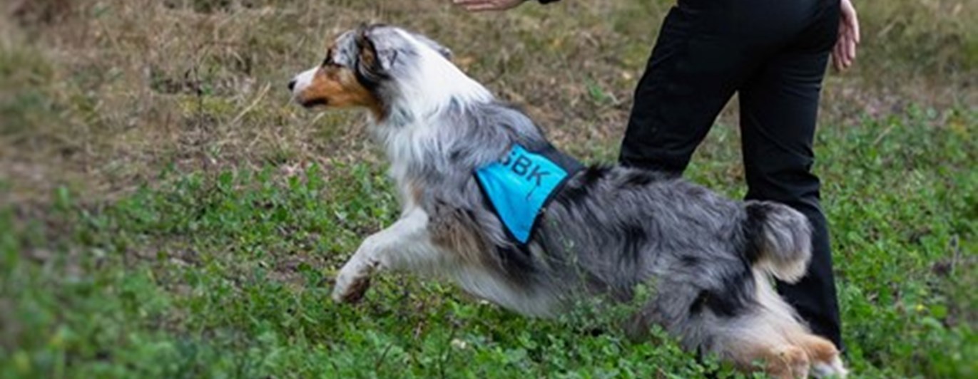 Matte skickar ut sin hund i skogen för att påbörja ett sök.