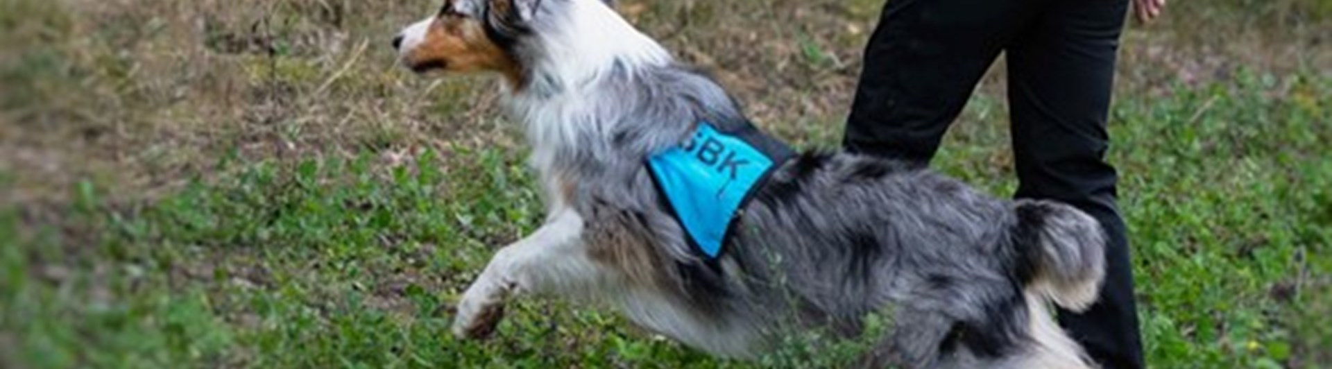 Matte skickar ut sin hund i skogen för att påbörja ett sök.