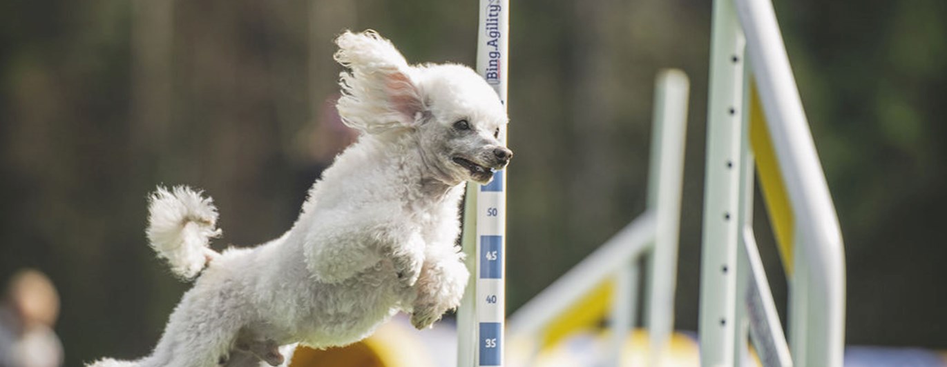 Agility