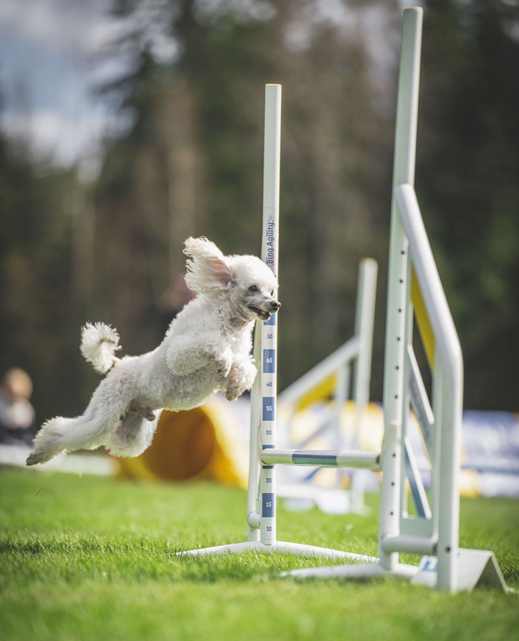Agility