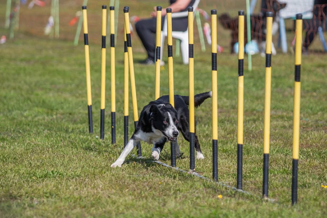 agility slalom