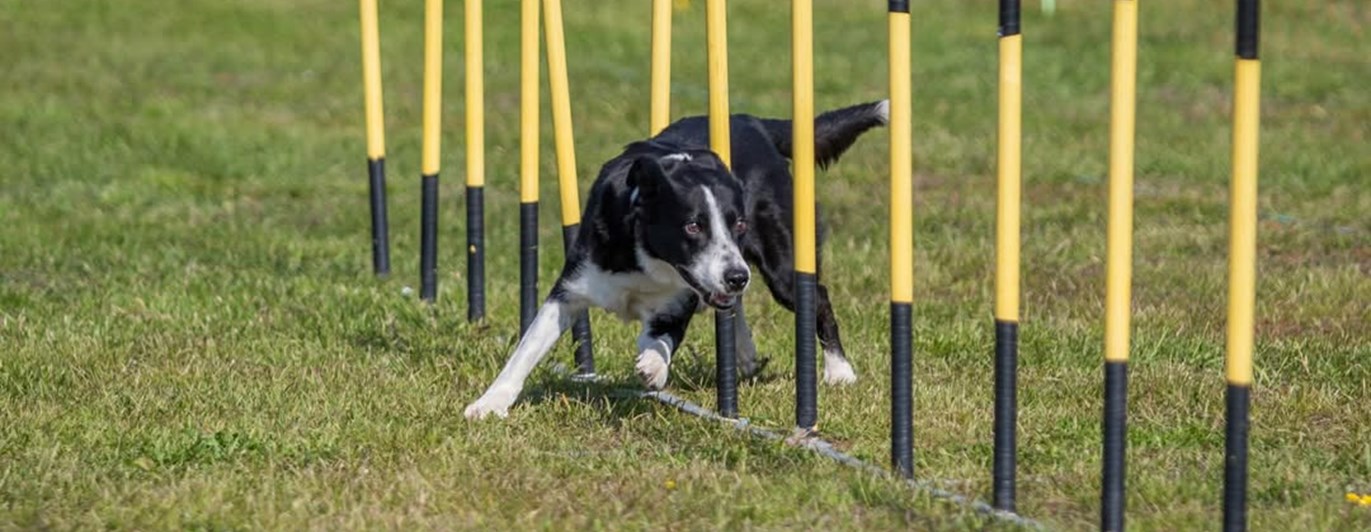 agility slalom