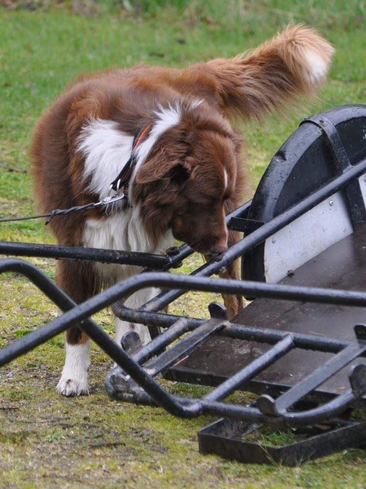 Nosework med en aussie