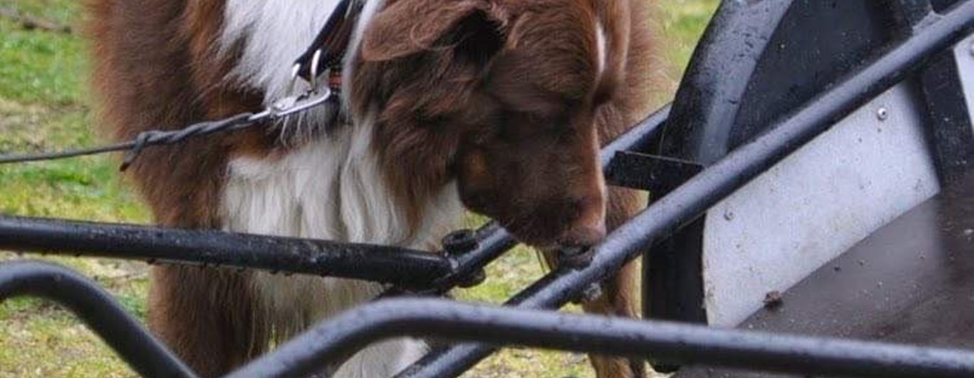 Nosework med en aussie