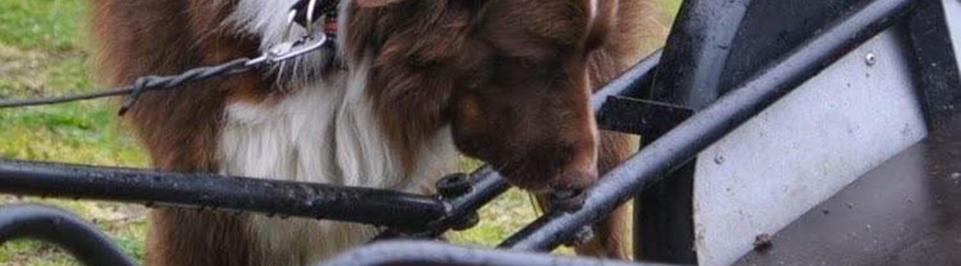 Nosework med en aussie