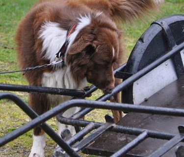 Nosework med en aussie