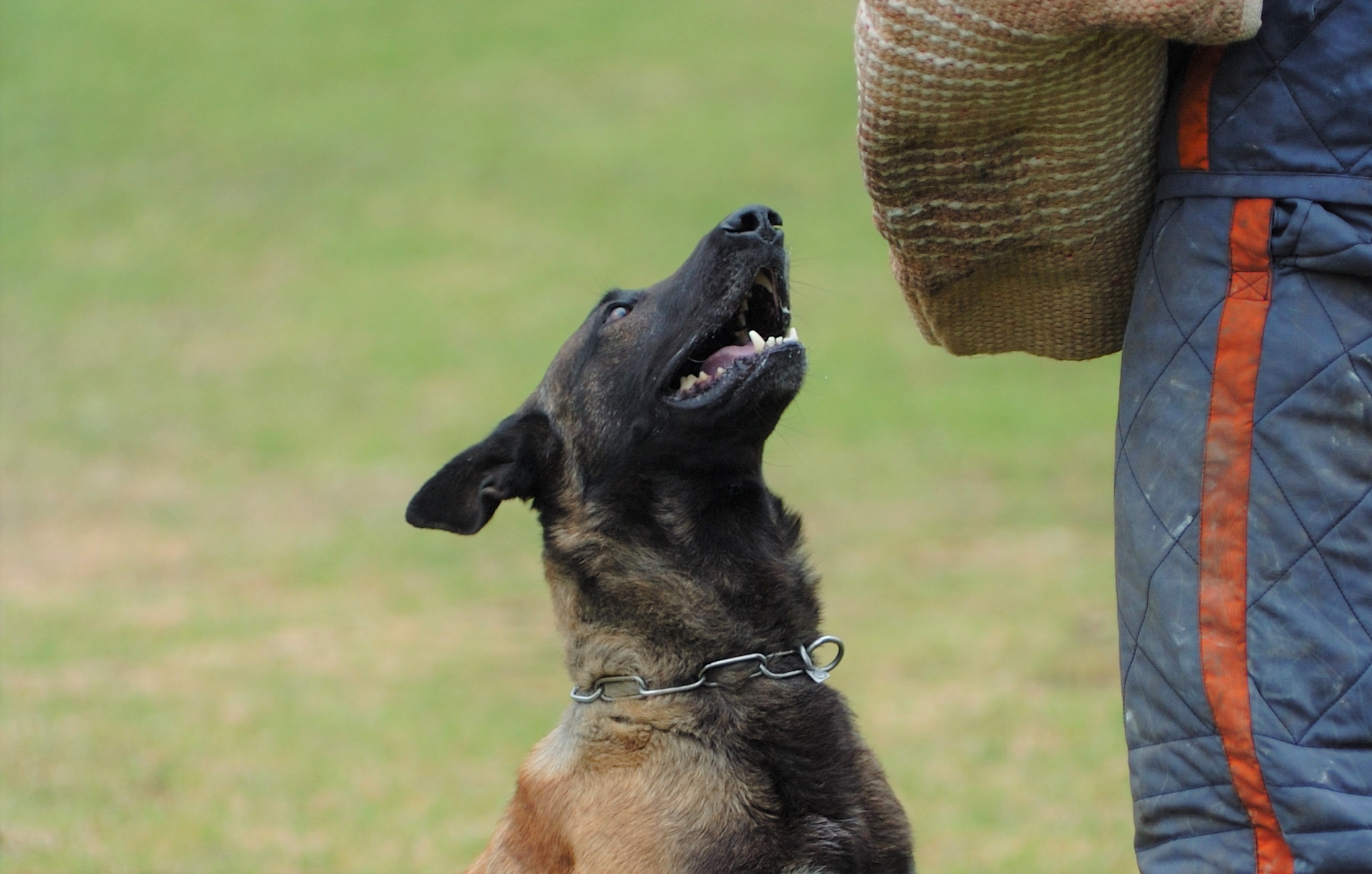 Hund och IGP skyddsärm