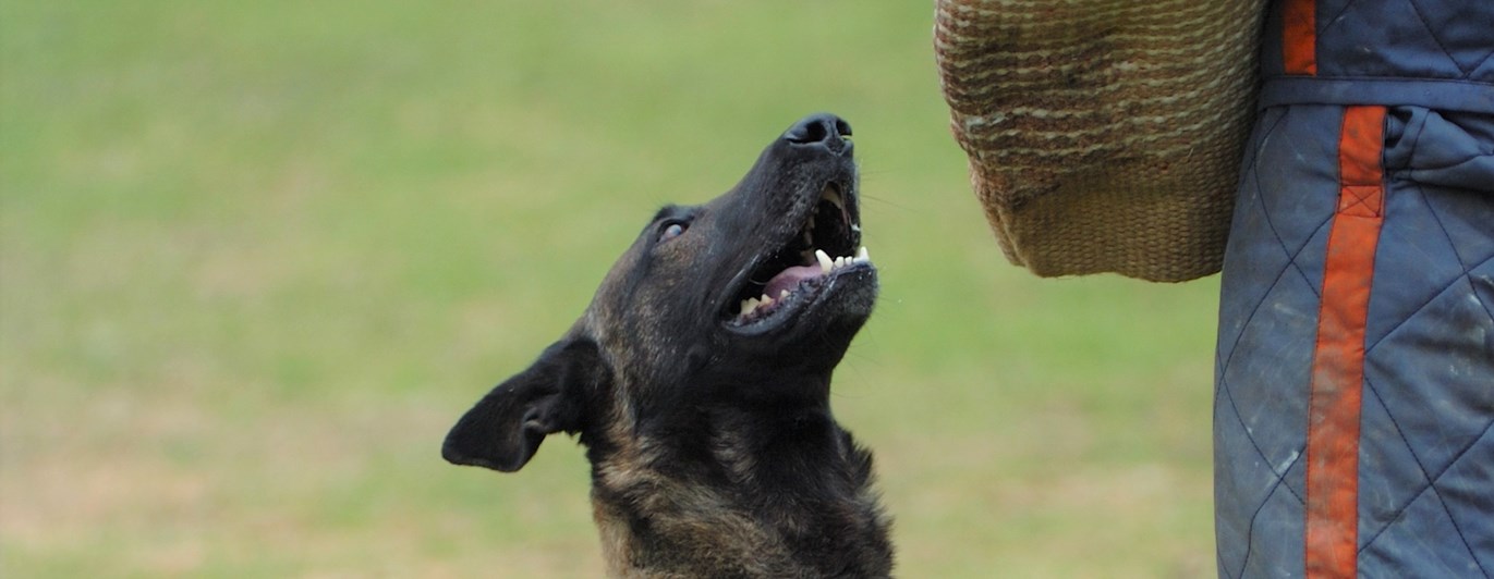 Hund och IGP skyddsärm