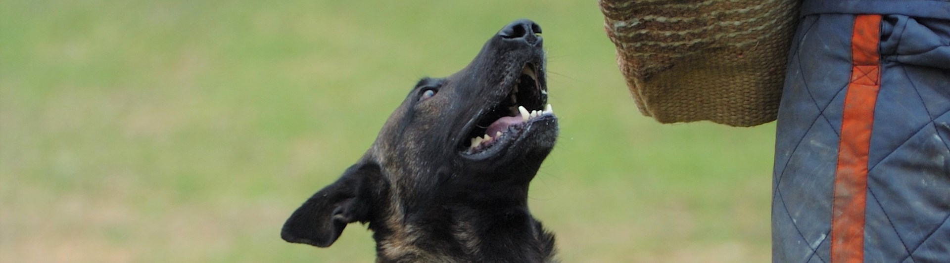 Hund och IGP skyddsärm