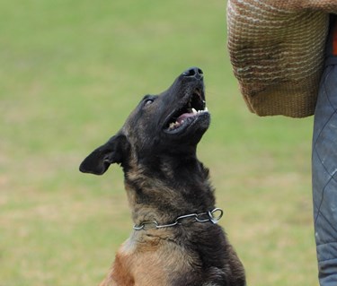 Hund och IGP skyddsärm