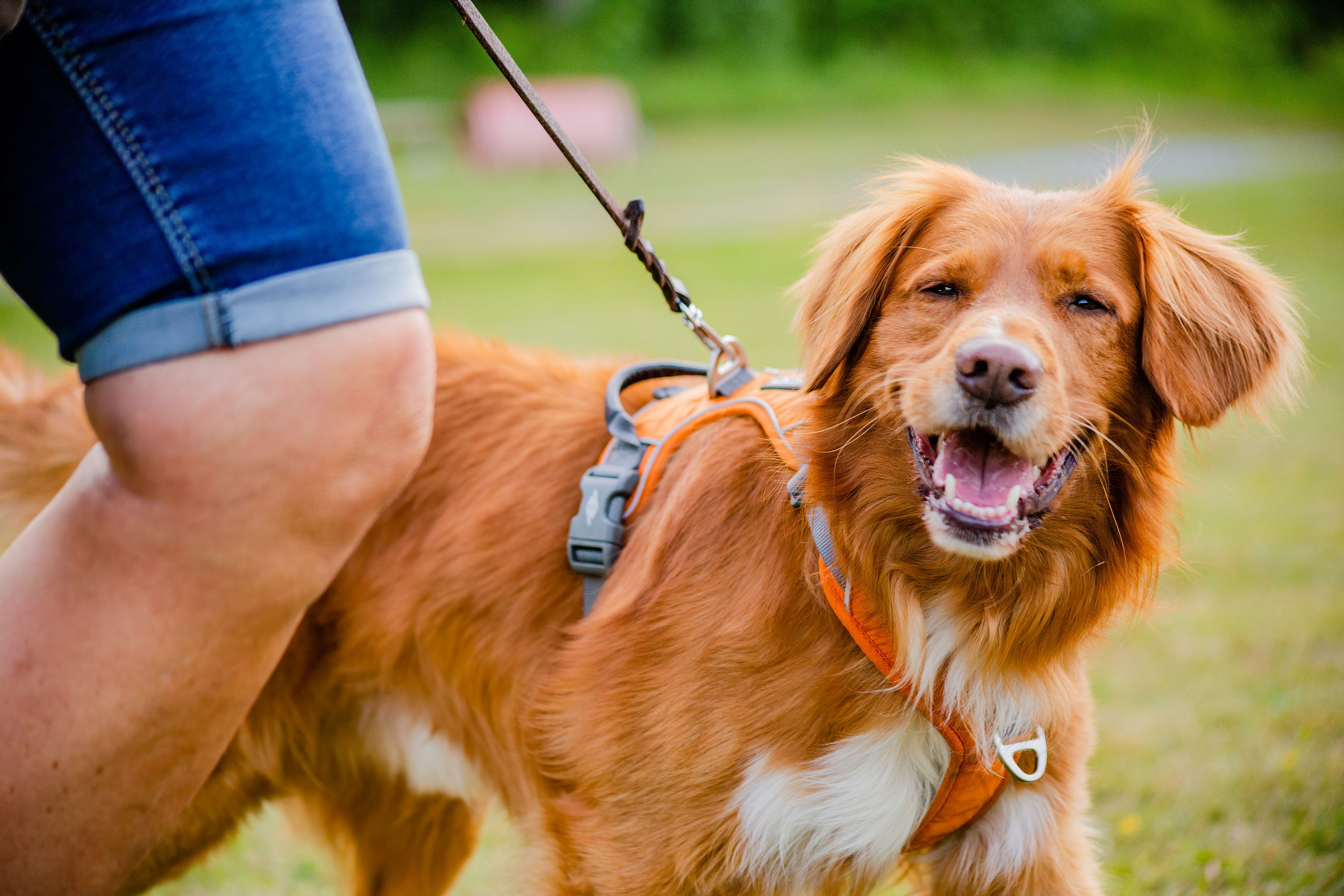 Jönköpings Brukshundklubb