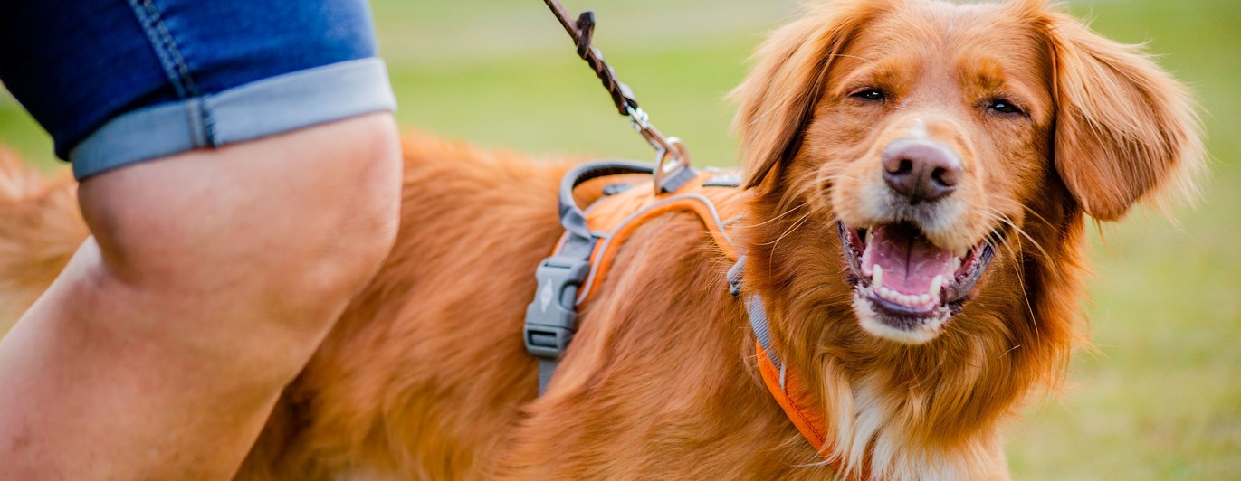 Jönköpings Brukshundklubb