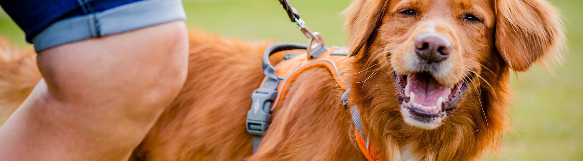 Jönköpings Brukshundklubb