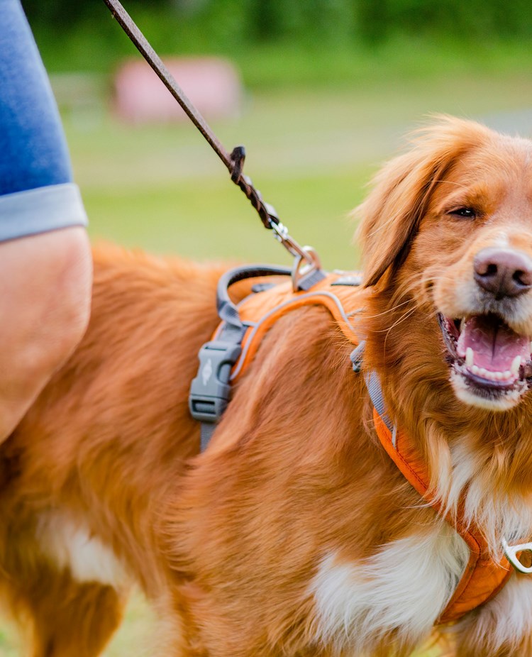 Jönköpings Brukshundklubb