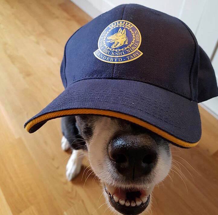 Border collien Peak gömmer sig under en blå keps med Danderyd-Täby Brukshundklubbs logga på