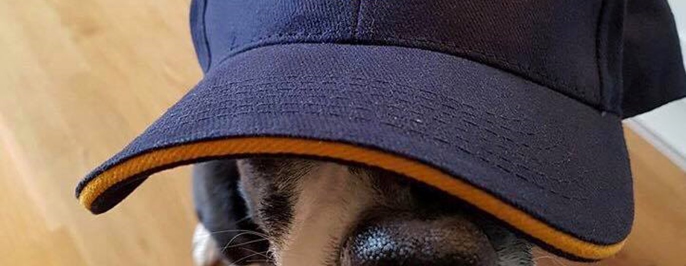 Border collien Peak gömmer sig under en blå keps med Danderyd-Täby Brukshundklubbs logga på