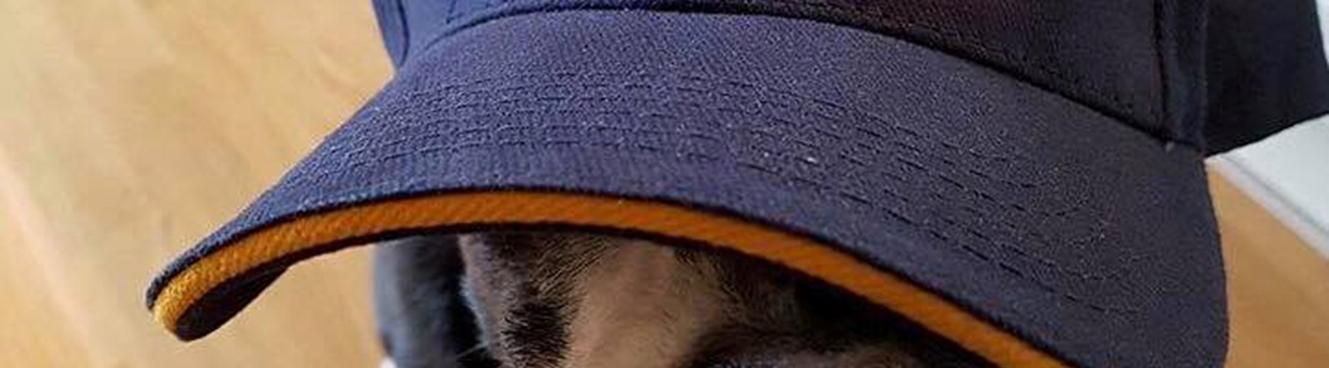 Border collien Peak gömmer sig under en blå keps med Danderyd-Täby Brukshundklubbs logga på