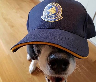 Border collien Peak gömmer sig under en blå keps med Danderyd-Täby Brukshundklubbs logga på