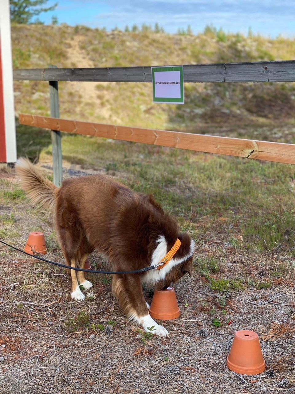 Hund söker i uppochnedvända krukor efter eukalyptusdoft. 