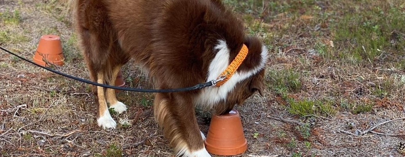 Hund söker i uppochnedvända krukor efter eukalyptusdoft.