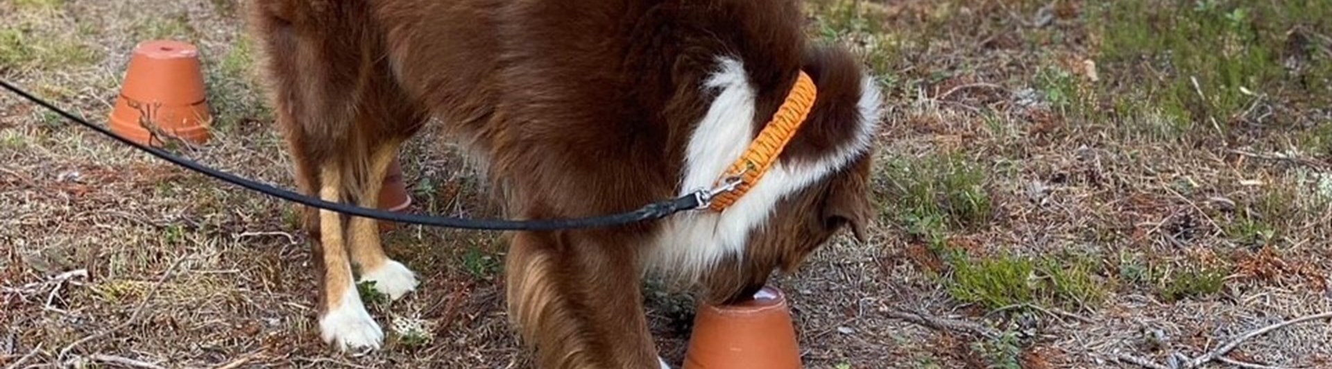 Hund söker i uppochnedvända krukor efter eukalyptusdoft.