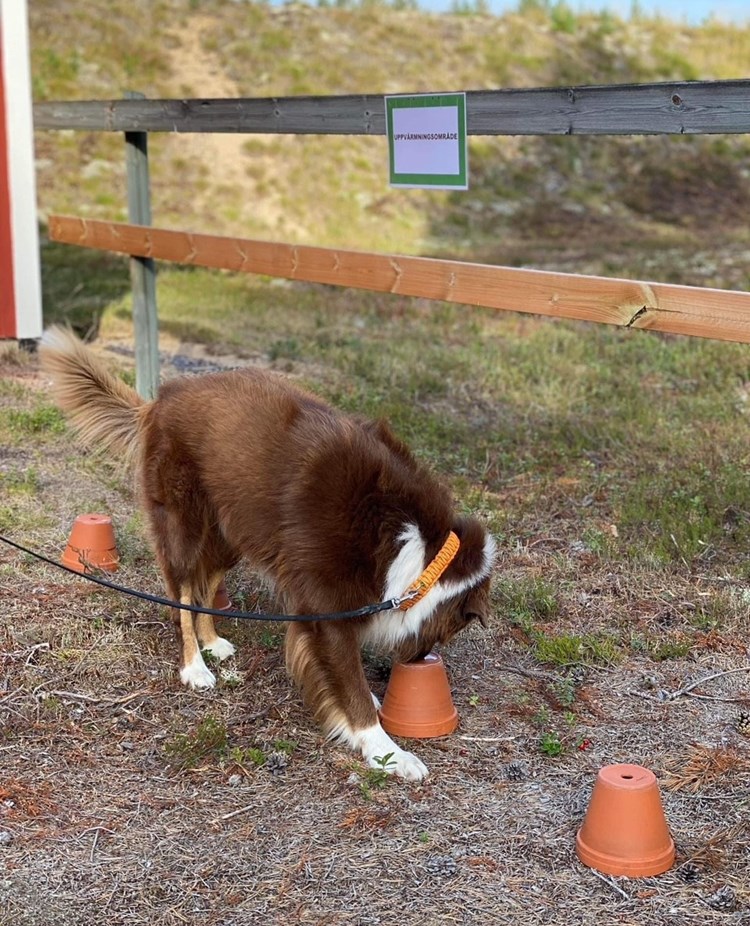 Hund söker i uppochnedvända krukor efter eukalyptusdoft.