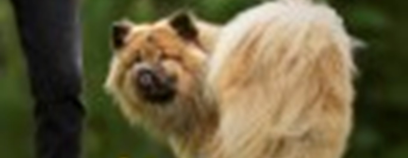 Hund som tränar Rallylydnad