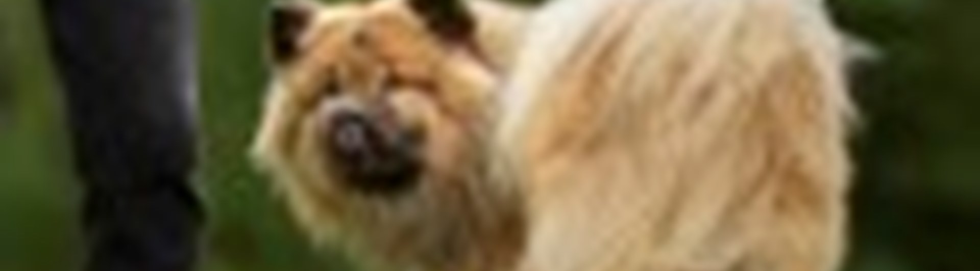 Hund som tränar Rallylydnad