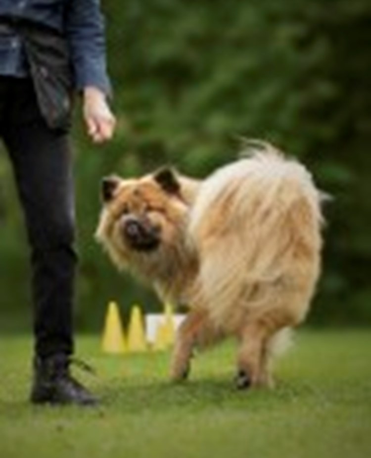 Hund som tränar Rallylydnad