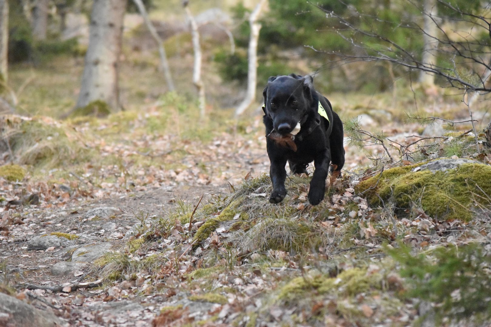 En svart labrador i uppletande rutan