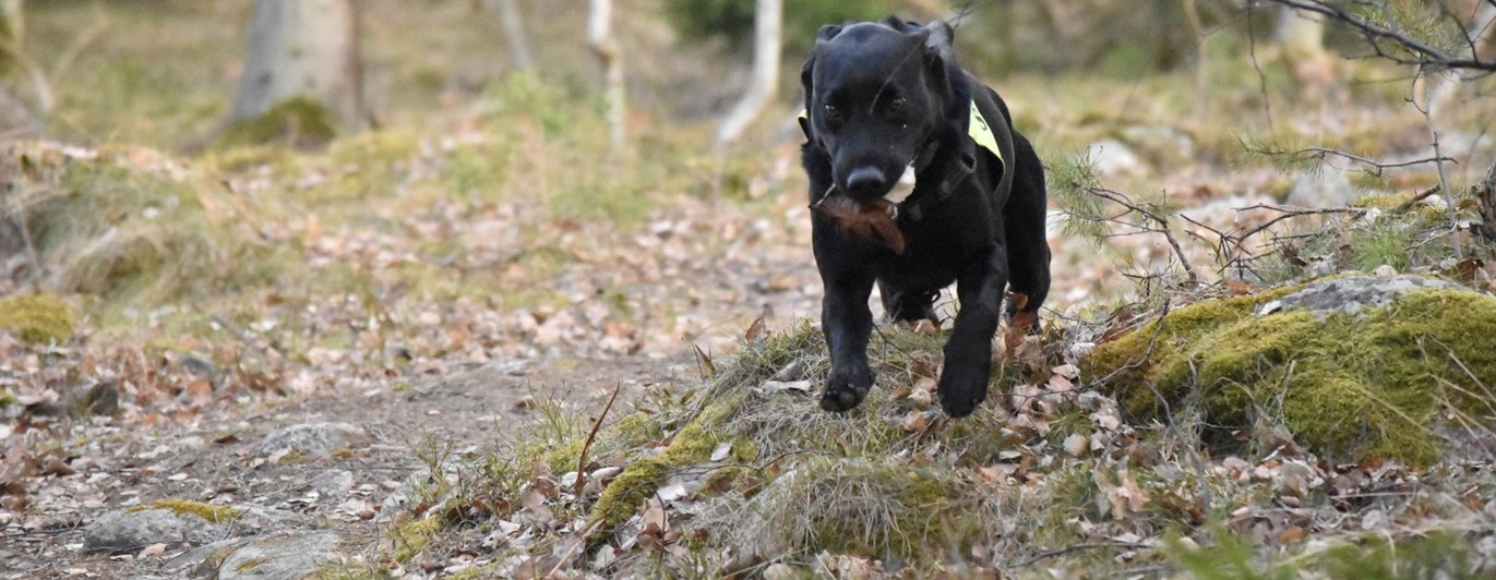 En svart labrador i uppletande rutan