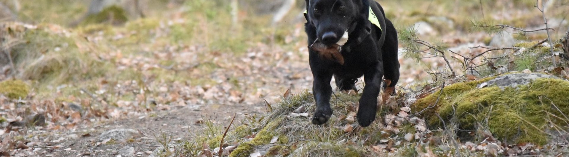 En svart labrador i uppletande rutan