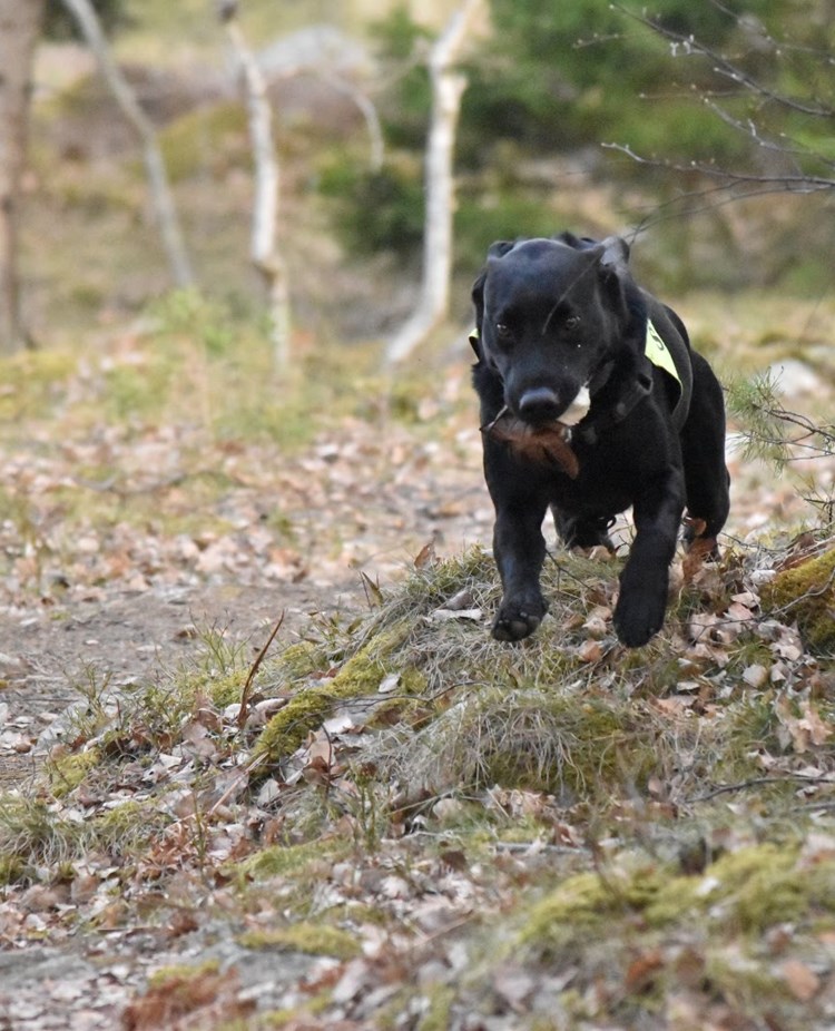 En svart labrador i uppletande rutan