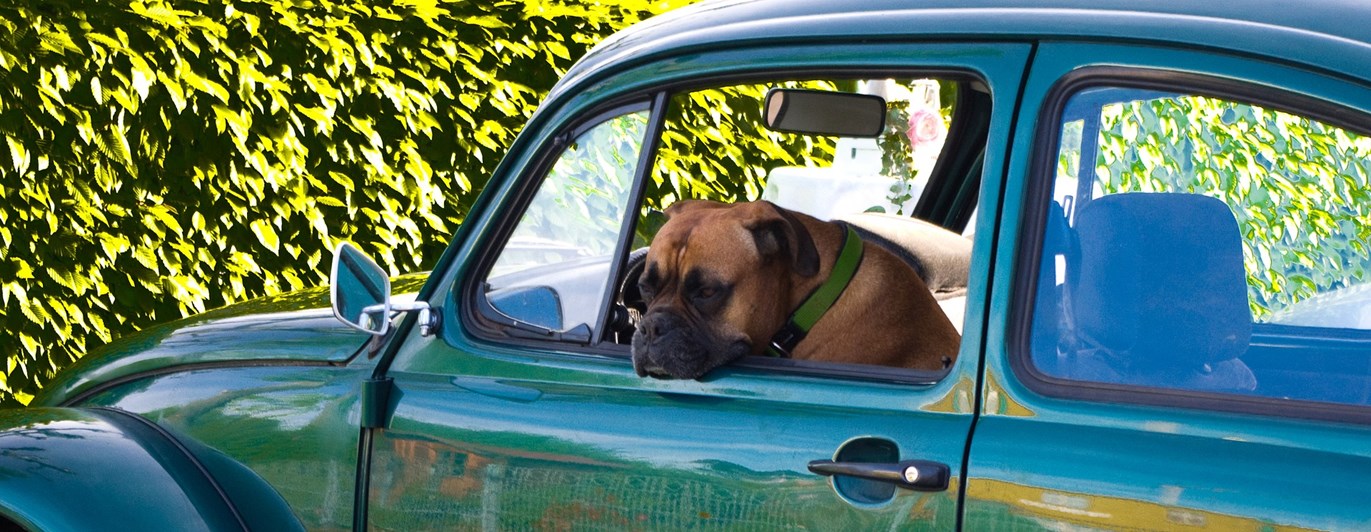 boxer i en grön vw bubbla