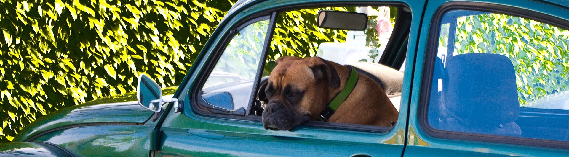 boxer i en grön vw bubbla